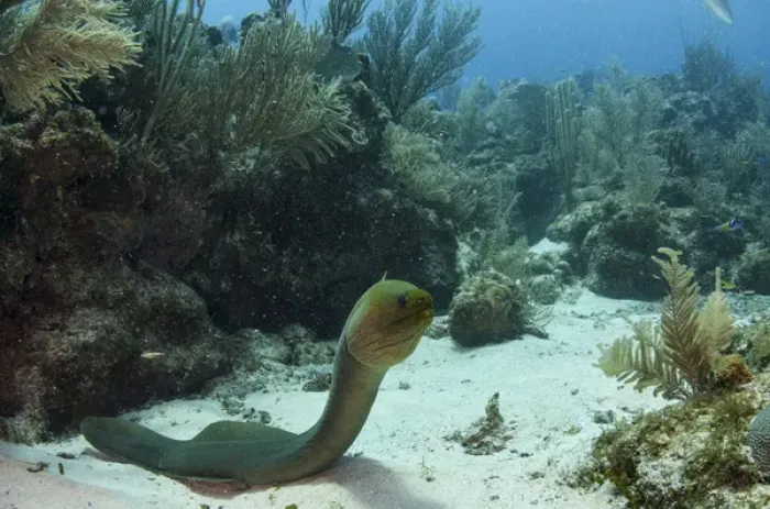 Framed Print : Green Moray (Gymnothorax funebris), Hol Chan Marine Reserve, Ambergris Caye, Belize Framed Print : Green Moray (Gymnothorax funebris), Hol Chan Marine Reserve, Ambergris Caye, Belize