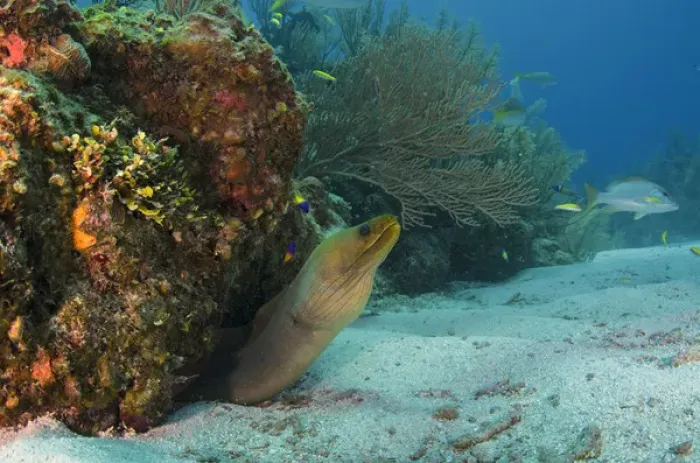 Framed Print : Green Moray (Gymnothorax funebris), Hol Chan Marine Reserve, Ambergris Caye, Belize