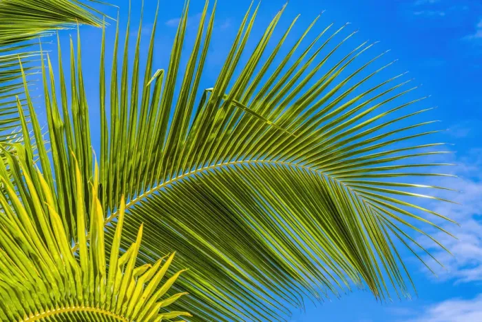 Framed Print : Green palm fronds, Moorea, Tahiti, French Polynesia