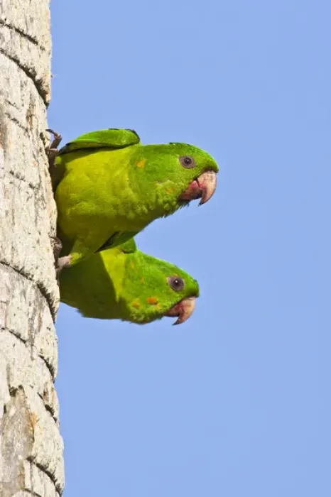 Framed Print : Green Parakeet (Aratinga holochlora) adults, wild, free-flying pair near nest cavity Framed Print : Green Parakeet (Aratinga holochlora) adults, wild, free-flying pair near nest cavity