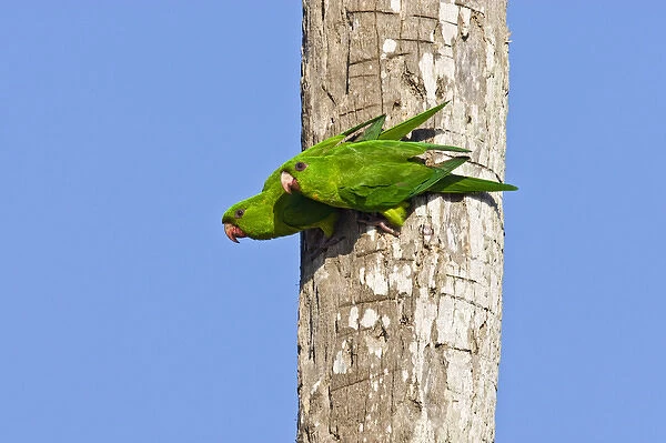 Green Parakeet (Aratinga holochlora) adults, wild, free-flying pair near nest cavity