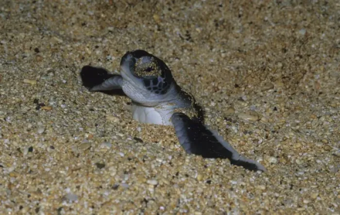Framed Print : Green Sea Turtle, (Chelonia mydas), hatchling, Ascension Island, South Atlantic Ocean Framed Print : Green Sea Turtle, (Chelonia mydas), hatchling, Ascension Island, South Atlantic Ocean