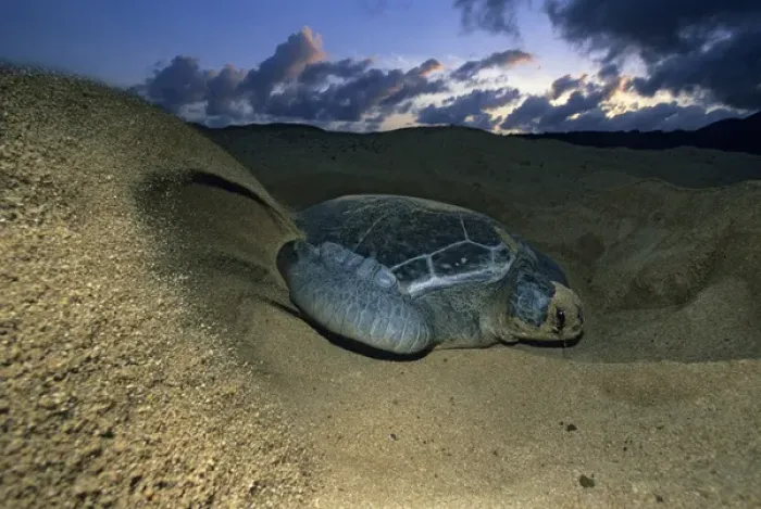 Framed Print : Green Sea Turtle, (Chelonia mydas), nesting female on beach, Ascension Island, South Framed Print : Green Sea Turtle, (Chelonia mydas), nesting female on beach, Ascension Island, South