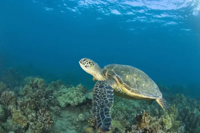 Framed Print : The Green Sea Turtle, (Chelonia mydas), is the largest hard-shelled sea turtle Framed Print : The Green Sea Turtle, (Chelonia mydas), is the largest hard-shelled sea turtle