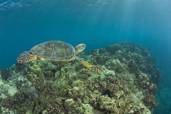The Green Sea Turtle, (Chelonia mydas), is the largest hard-shelled sea turtle