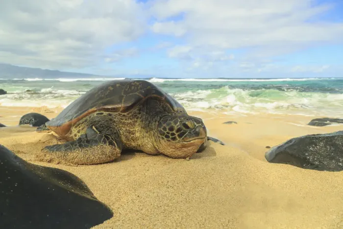 Framed Print : Green Sea Turtle (Chelonia mydas), pulled up on shore, Hookipa Beach Park, Maui, Hawaii
