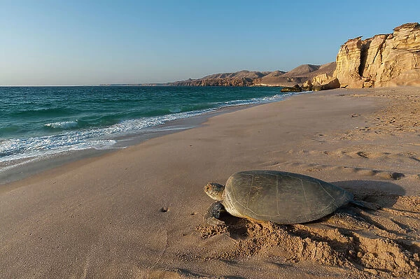 A green sea turtle, Chelonia mydas, returning to the sea after laying her eggs. Ras Al Jinz, Oman