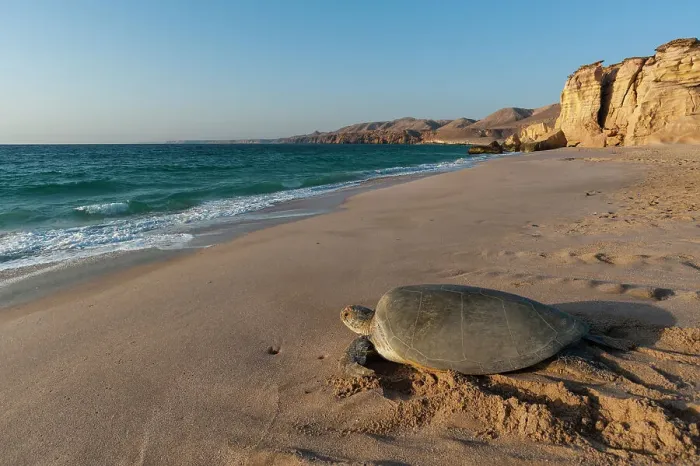 Framed Print : A green sea turtle, Chelonia mydas, returning to the sea after laying her eggs. Ras Al Jinz, Oman Framed Print : A green sea turtle, Chelonia mydas, returning to the sea after laying her eggs. Ras Al Jinz, Oman