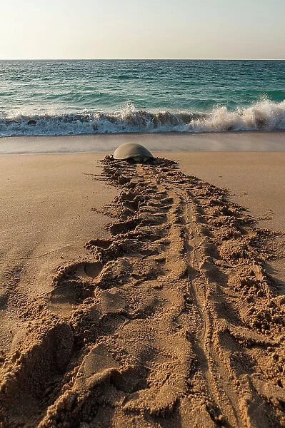 A green sea turtle, Chelonia mydas, returning to the sea after laying her eggs. Ras Al Jinz, Oman