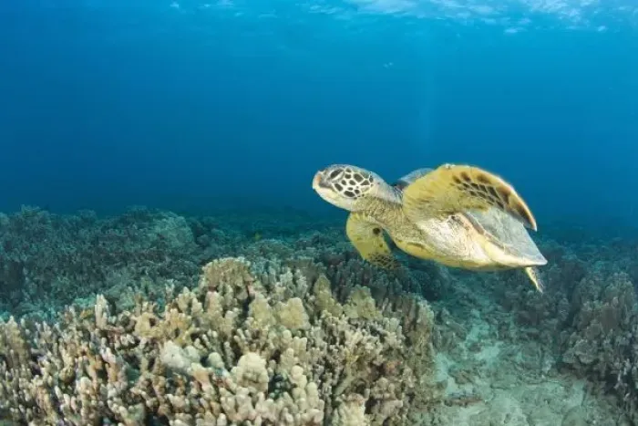 Framed Print : The Green Sea Turtle, (Chelonia mydas), is the largest hard-shelled sea turtle, Turtle Framed Print : The Green Sea Turtle, (Chelonia mydas), is the largest hard-shelled sea turtle, Turtle