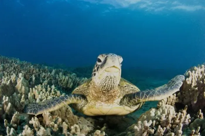 Framed Print : The Green Sea Turtle, (Chelonia mydas), is the largest hard-shelled sea turtle, Turtle Framed Print : The Green Sea Turtle, (Chelonia mydas), is the largest hard-shelled sea turtle, Turtle