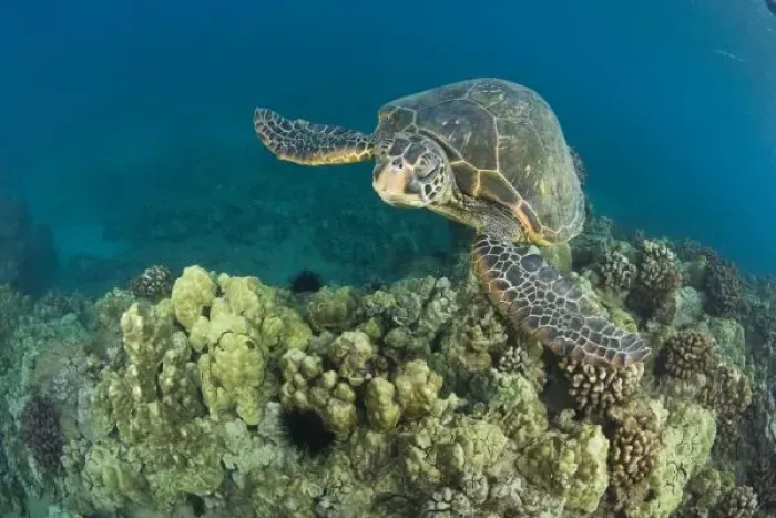 Framed Print : The Green Sea Turtle, (Chelonia mydas), is the largest hard-shelled sea turtle, Turtle Framed Print : The Green Sea Turtle, (Chelonia mydas), is the largest hard-shelled sea turtle, Turtle