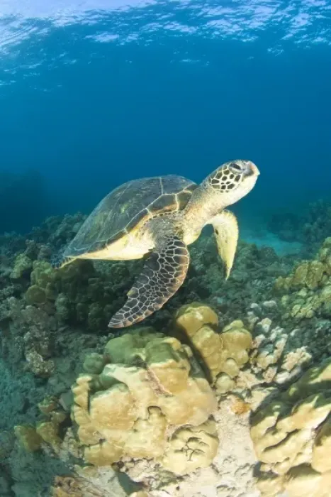 Framed Print : The Green Sea Turtle, (Chelonia mydas), is the largest hard-shelled sea turtle, Turtle