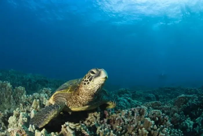 Framed Print : The Green Sea Turtle, (Chelonia mydas), is the largest hard-shelled sea turtleTurtle