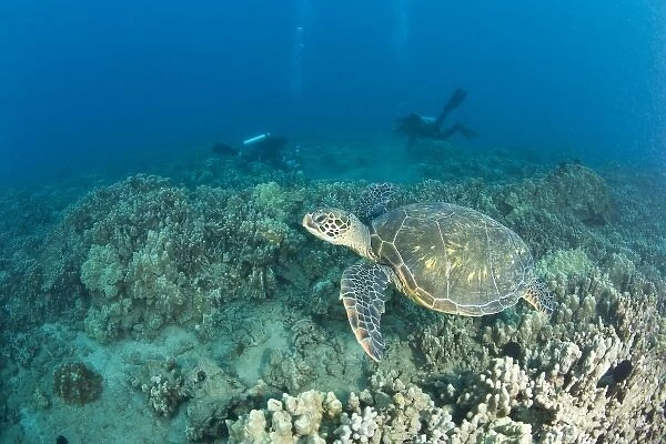 The Green Sea Turtle, (Chelonia mydas), is the largest hard-shelled sea turtle, Turtle