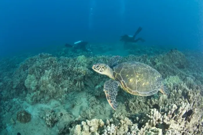 Framed Print : The Green Sea Turtle, (Chelonia mydas), is the largest hard-shelled sea turtle, Turtle Framed Print : The Green Sea Turtle, (Chelonia mydas), is the largest hard-shelled sea turtle, Turtle