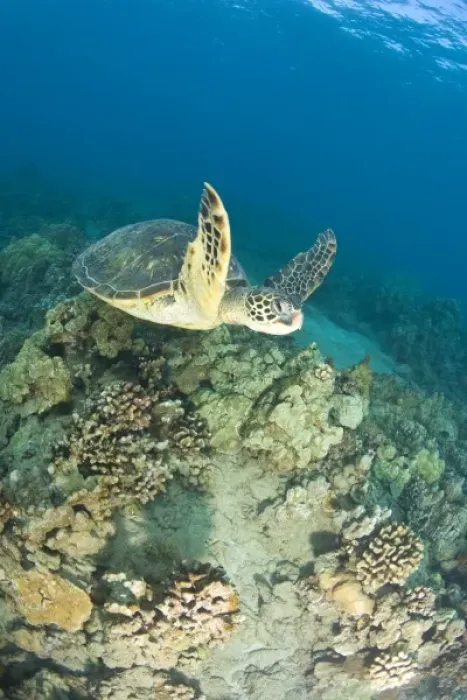 Framed Print : The Green Sea Turtle, (Chelonia mydas), is the largest hard-shelled sea turtle, Turtle