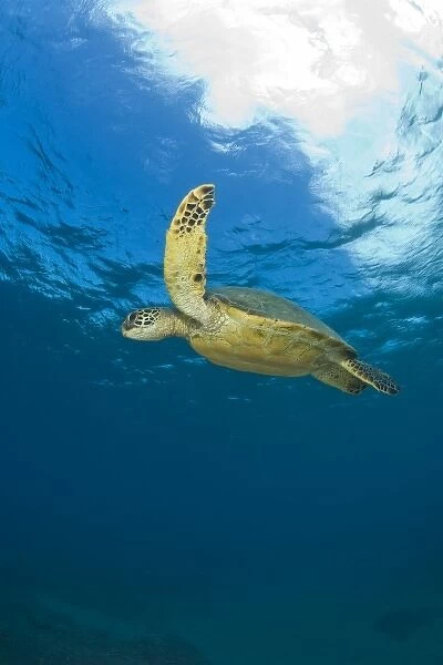 The Green Sea Turtle, (Chelonia mydas), is the largest hard-shelled sea turtle, Turtle