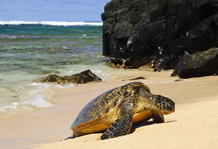 Framed Print : Green Sea Turtle (Chelonia mydas) comes ashore, close-up with lava rocks, Hideaways Beach Framed Print : Green Sea Turtle (Chelonia mydas) comes ashore, close-up with lava rocks, Hideaways Beach