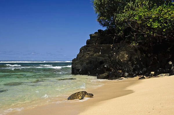 Green Sea Turtle (Chelonia mydas) comes ashore, Hideaways Beach, Princeville, Kauai
