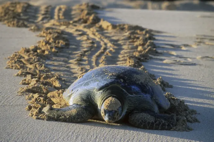 Framed Print : Green Sea Turtle (Chelonia mydas) Female returning to sea after nesting, Ascension Island