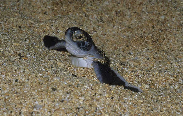 Green Sea Turtle, (Chelonia mydas), hatchling, Ascension Island, South Atlantic Ocean