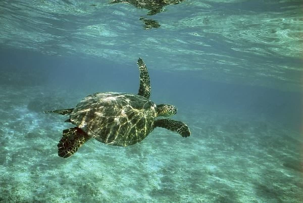 Green Sea Turtle, (Chelonia mydas), Kona Coast, Hawaii, young turtle swimming underwater