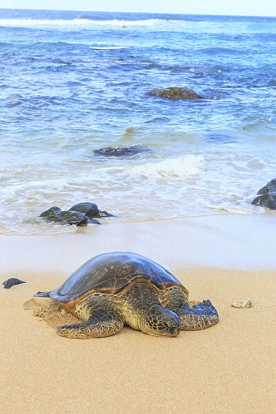 Green Sea Turtle (Chelonia mydas), pulled up on shore, Hookipa Beach Park, Maui, Hawaii