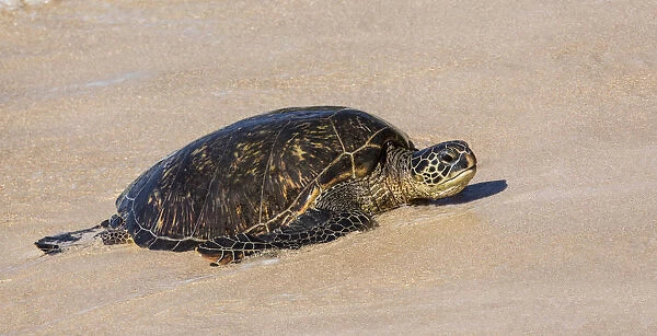 Green sea turtle haul-out, Ho okipa Beach Park, Maui, Hawaii