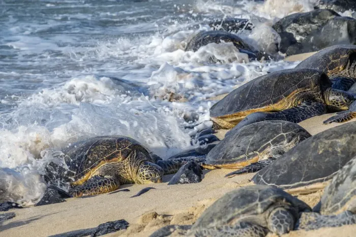 Framed Print : Green Sea Turtles, Maui, Hawaii, USA Framed Print : Green Sea Turtles, Maui, Hawaii, USA