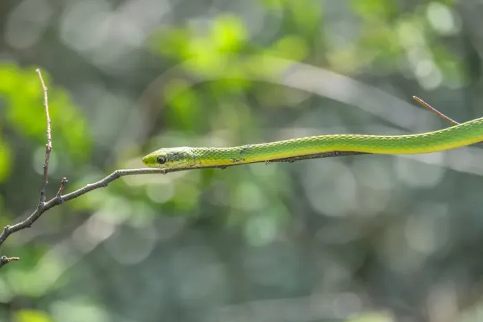 Framed Print : green snake, New Smyrna Beach, Florida, USA