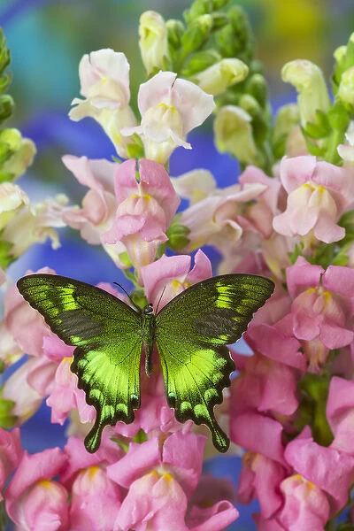 Green Swallowtail Butterfly Papilio neumogeni