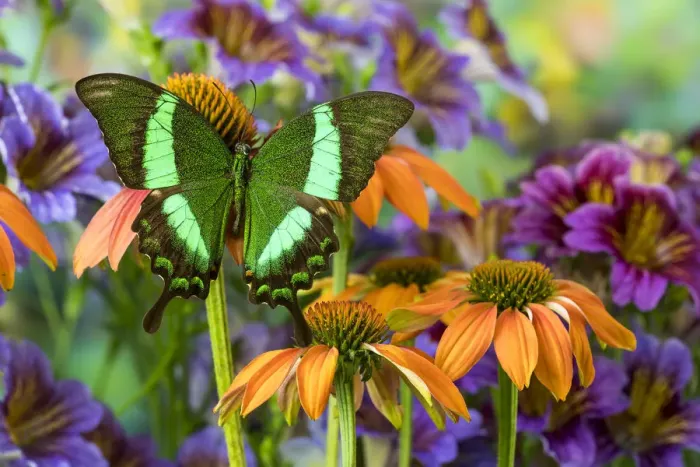 Framed Print : Green swallowtail butterfly, Papilio palinurus daedelus on orange coneflowers Framed Print : Green swallowtail butterfly, Papilio palinurus daedelus on orange coneflowers