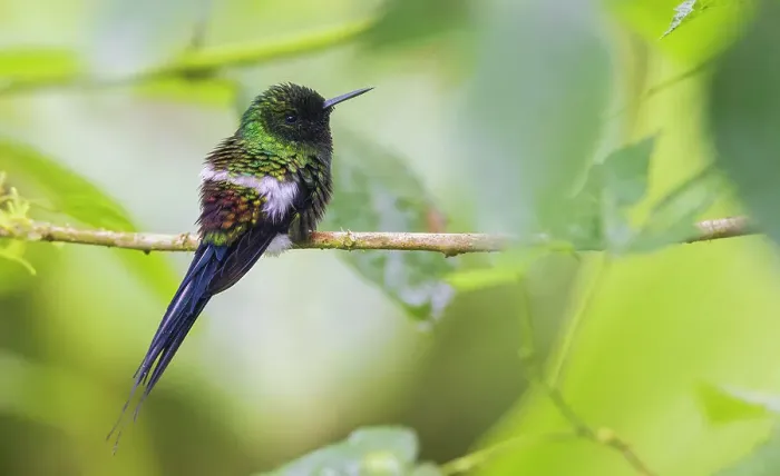 Framed Print : Green thorntail hummingbird, cloud forest, Ecuador