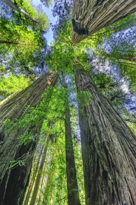 Framed Print : Green towering tree, Redwoods National Park, Newton B Drury Drive, Crescent City