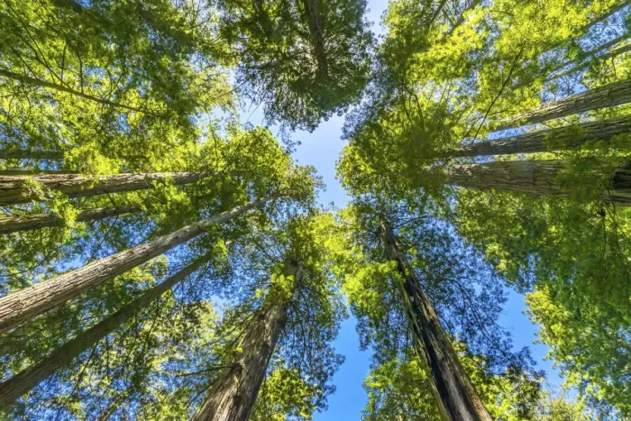 Framed Print : Green towering tree, Redwoods National Park, Newton B Drury Drive, Crescent City