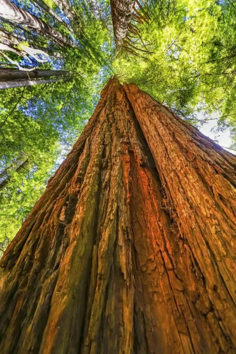 Framed Print : Green towering tree, Redwoods National Park, Newton B Drury Drive, Crescent City Framed Print : Green towering tree, Redwoods National Park, Newton B Drury Drive, Crescent City