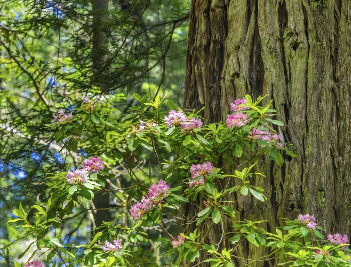 Framed Print : Green towering trees, pink rhododendron, Lady Bird Johnson Grove, Redwoods National Park Framed Print : Green towering trees, pink rhododendron, Lady Bird Johnson Grove, Redwoods National Park