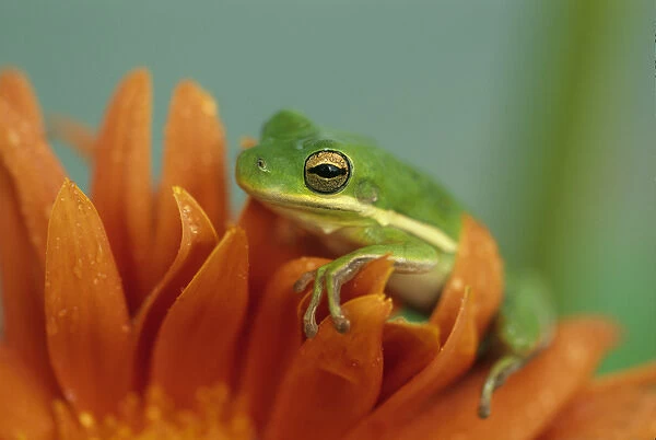 Green Tree Frog on Flower in garden. Credit as: Nancy Rotenberg  /  Jaynes Gallery  /  DanitaDelimont