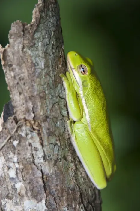 Framed Print : Green Tree Frog (Hyla cinerea) dormant on log in east Texas Framed Print : Green Tree Frog (Hyla cinerea) dormant on log in east Texas