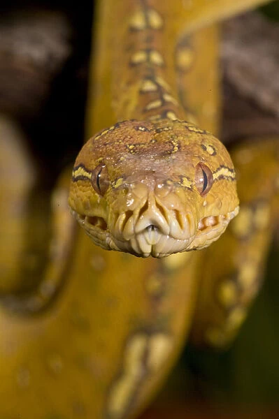 Green Tree Python (Captive) Morelia (Chondropython) viridis Native to New Guinea