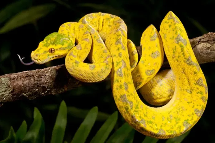 Framed Print : Green Tree Python, Morelia (Chondropython) viridis, Native to New Guinea Framed Print : Green Tree Python, Morelia (Chondropython) viridis, Native to New Guinea