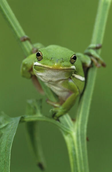 Green Treefrog, Hyla cinerea, adult, Lake Corpus Christi, Texas, USA, May 2003