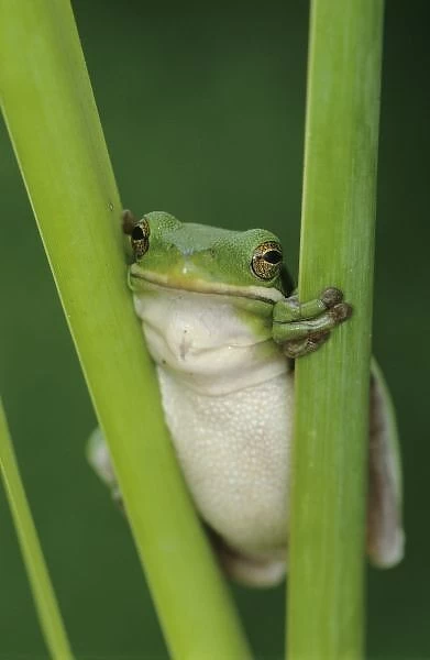 Green Treefrog, Hyla cinerea, adult, Lake Corpus Christi, Texas, USA, May