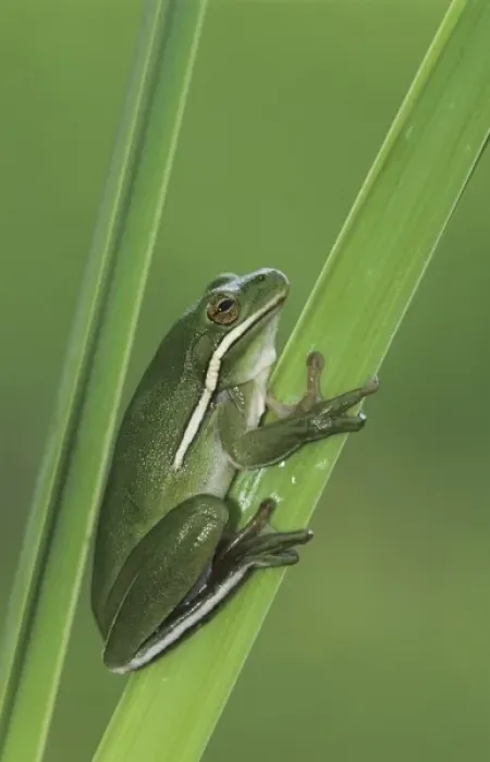 Framed Print : Green Treefrog, Hyla cinerea, adult, Lake Corpus Christi, Texas, USA, May Framed Print : Green Treefrog, Hyla cinerea, adult, Lake Corpus Christi, Texas, USA, May