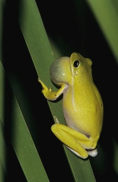Green Treefrog, Hyla cinerea, male calling at night, Welder Wildlife Refuge, Sinton