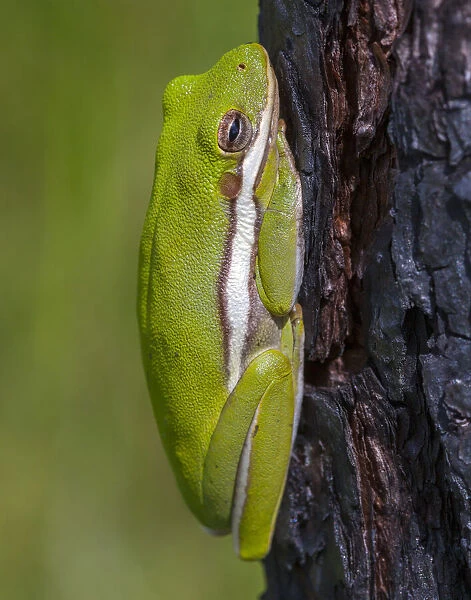 A green treefrog takes refuge among the furrows of bark of a slash pine tree in southern