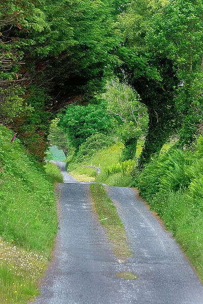 Green Trees wrap this back road in lush foliage, County Mayo, Ireland