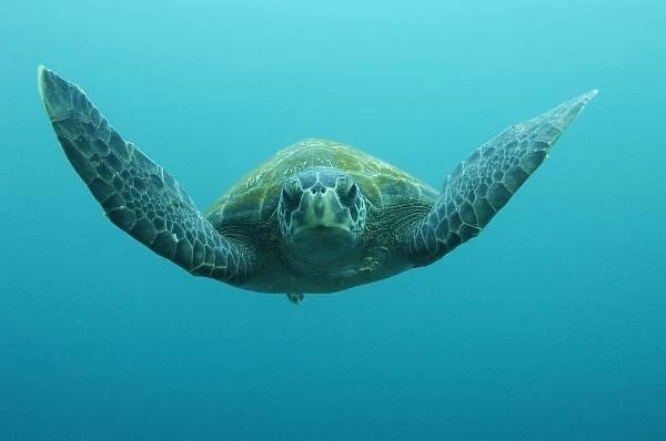 Green Turtle (Chelonia mydas agassisi), Central Isles, Galapagos Islands, Ecuador, South America