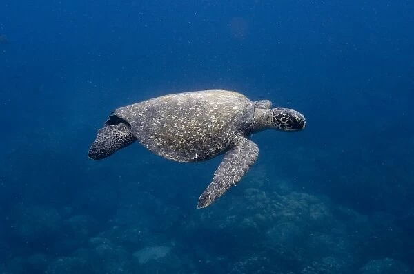 Green Turtle (Chelonia mydas agassisi) off Wolf Island in the northern archipelago